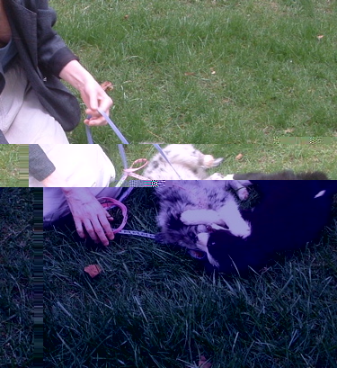 cropplayinginthe yard.jpg