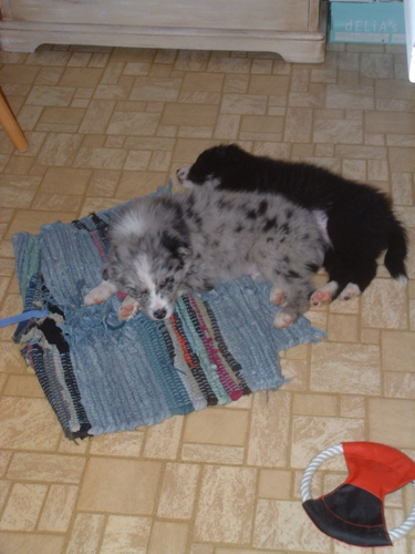 Fisher and Violet sleeping.jpg