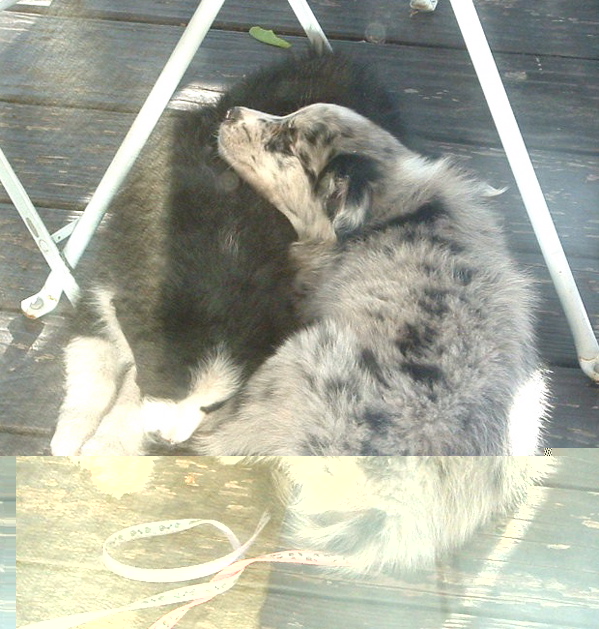 sleepingpuppies.jpg